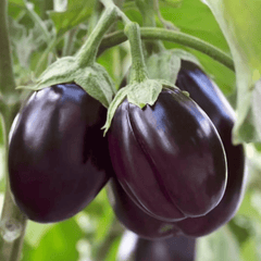 Fresh Eggplant (Brinjal)