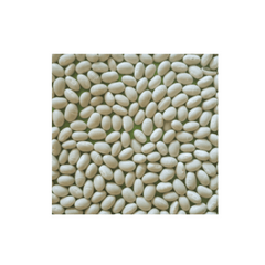 Pattu Great Northern Beans