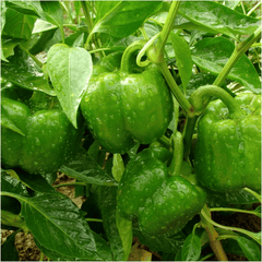 Fresh Green Capsicum
