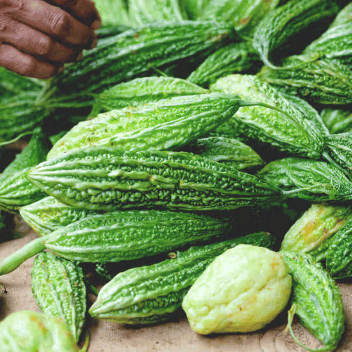  karela 
