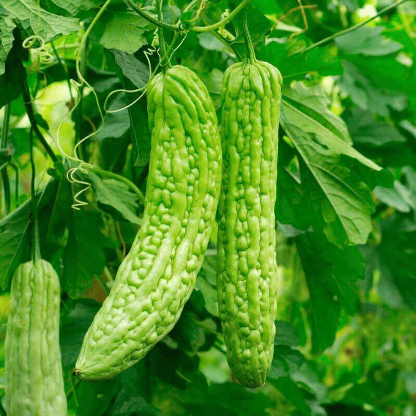 Fresh Bitter Melon