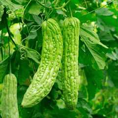 Fresh Bitter Melon