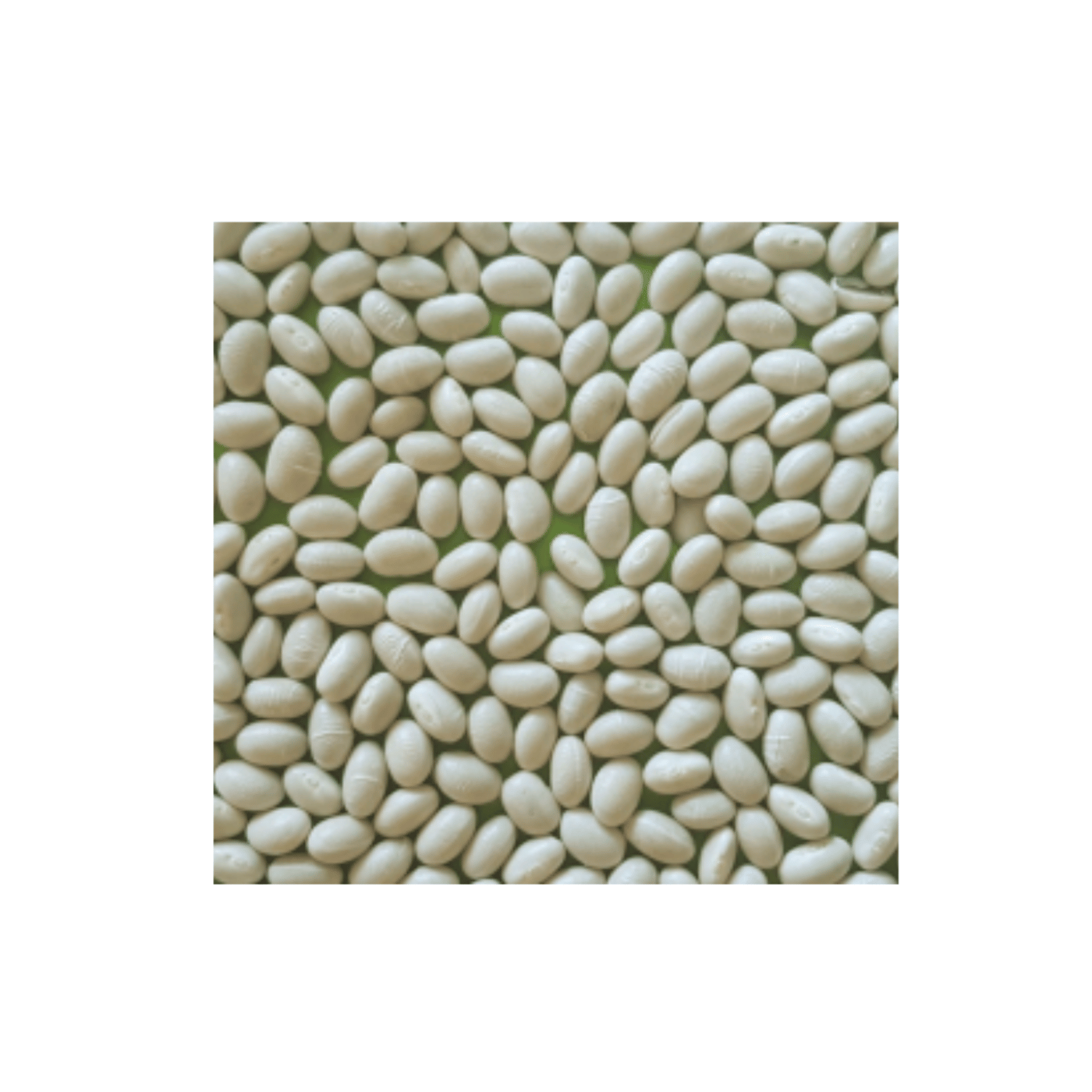 Pattu Great Northern Beans