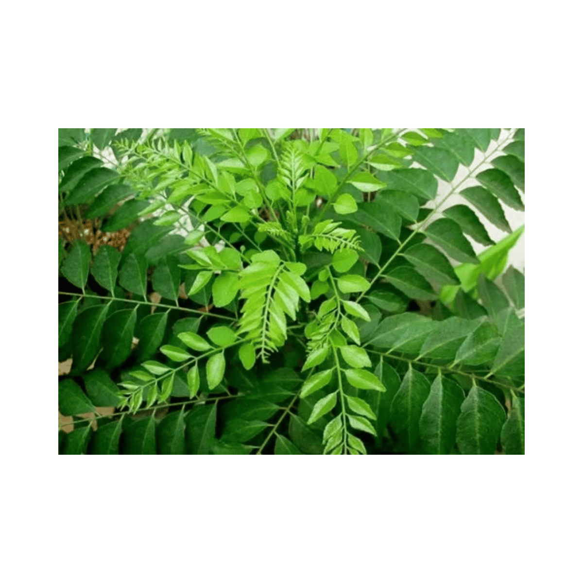 SAURBHI CURRY LEAVES 90G